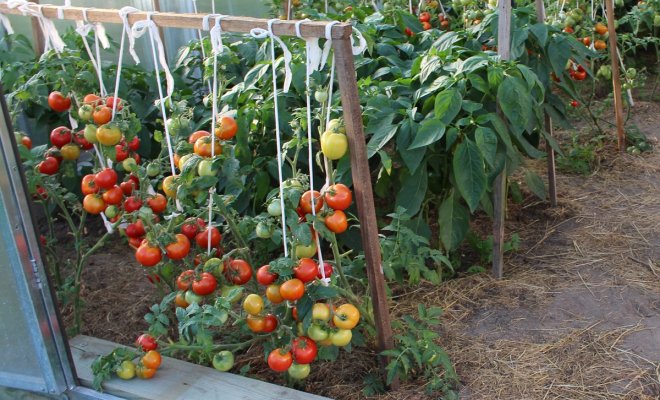 Не только томаты: 10+ растений, которые можно выращивать в теплице без ущерба основному урожаю 