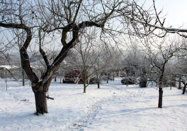 Нужно ли утаптывать снег вокруг деревьев – аргументы "за" и "против" 