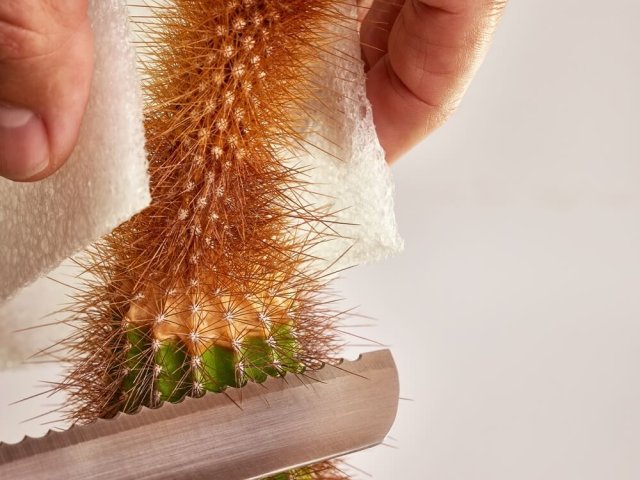 Обрезка кактуса: зачем нужна и как грамотно провести