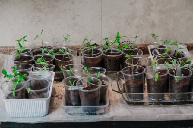 Огородные хитрости: как вырастить крепкую рассаду томатов в домашних условиях 