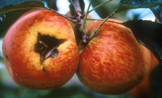 Опасная болезнь яблони и груши – победим или проиграем?
