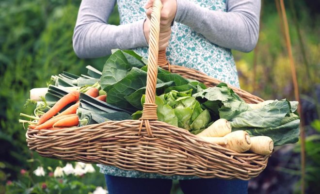 Овощи для похудения – выращиваем сами 