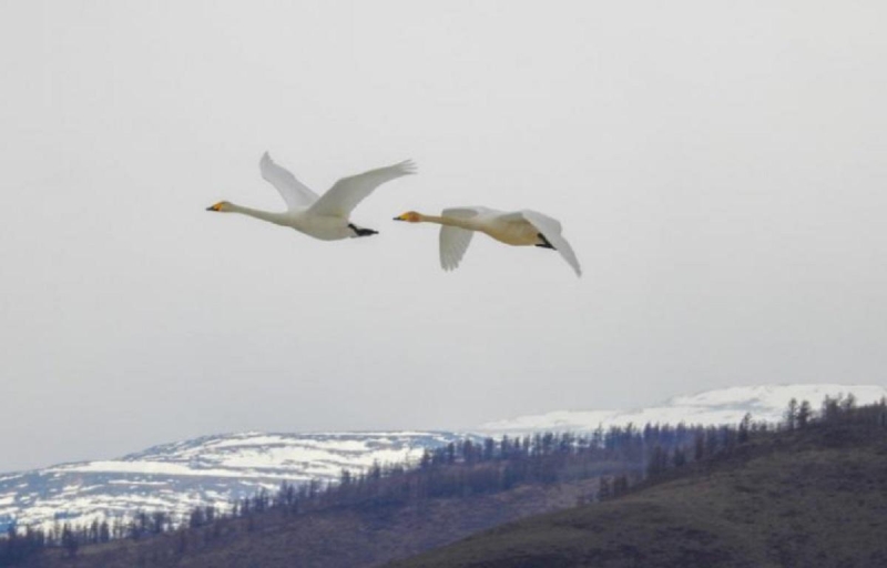 Первые перелетные птицы вернулись в Забайкальский край