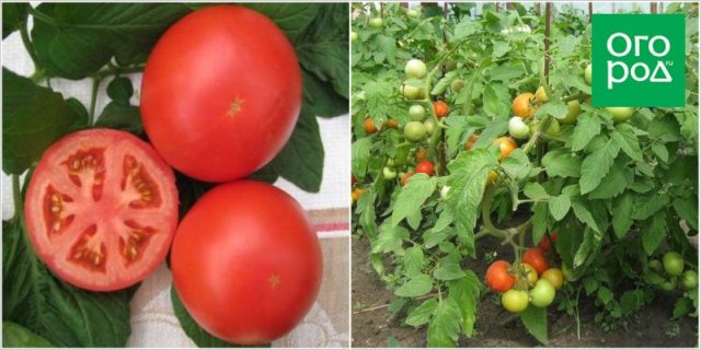 Первые помидоры в июне – это реально! Самые ранние сорта и гибриды томатов