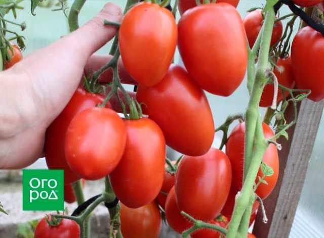 Первые помидоры в июне – это реально! Самые ранние сорта и гибриды томатов