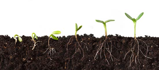 Почва без проблем: как улучшить почву на участке