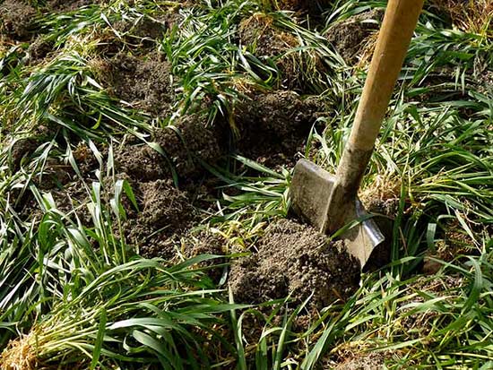 Почва: компост, торф, улучшение садовых земель