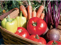 Декоративные кустарники для дачного участка: неотъемлемое требование садового дизайна