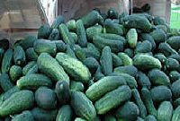 Как добиться успеха в нишевых соцсетях?