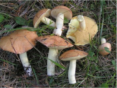 Как вырастить лесные грибы