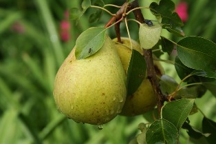 Как ускорить плодоношение груши