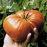 Сорта крупноплодных томатов - самые урожайные и сладкие
