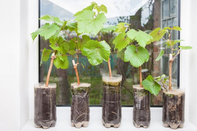 Размножение винограда одревесневшими черенками – инструкция для новичков 