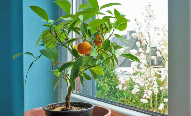 Собственные мандарины на окне: выращиваем цитрусы в квартире 