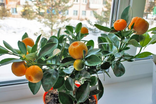 Собственные мандарины на окне: выращиваем цитрусы в квартире 