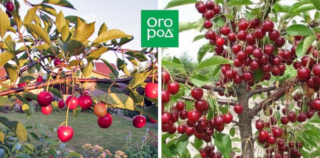 Сорта вишни, устойчивые к монилиозу (для Подмосковья и не только) 