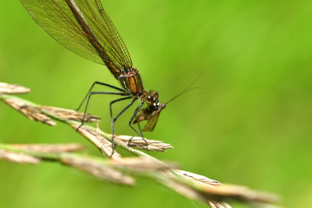 Стрекозы на даче: как привлечь крылатых борцов с комарами