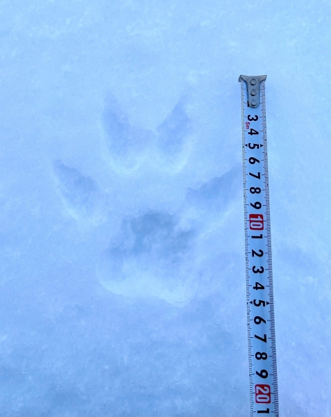 В заповеднике «Ненецкий» в НАО впервые зафиксировали следы волка
