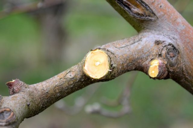 Весенний уход за яблоней: 7 важных дел для начала сезона