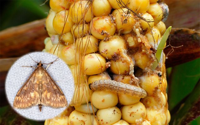 Вредители кукурузы: как обнаружить и избавиться 