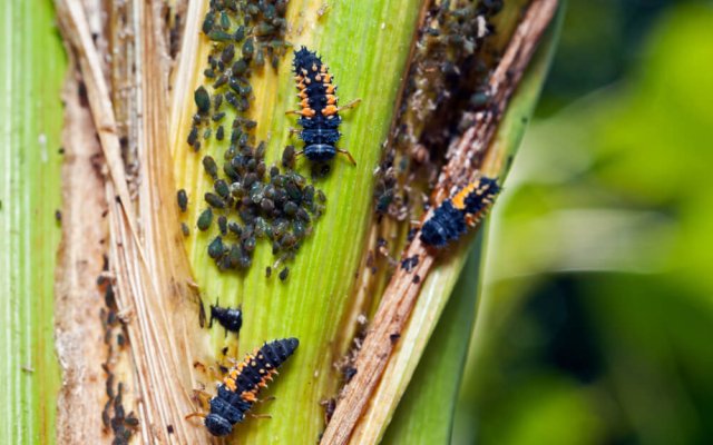 Вредители кукурузы: как обнаружить и избавиться 