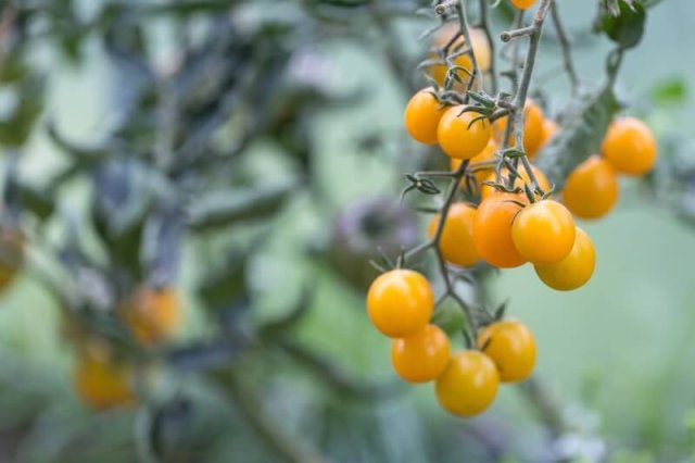 Все о выращивании ампельных томатов: сорта, агротехника, мифы продавцов 