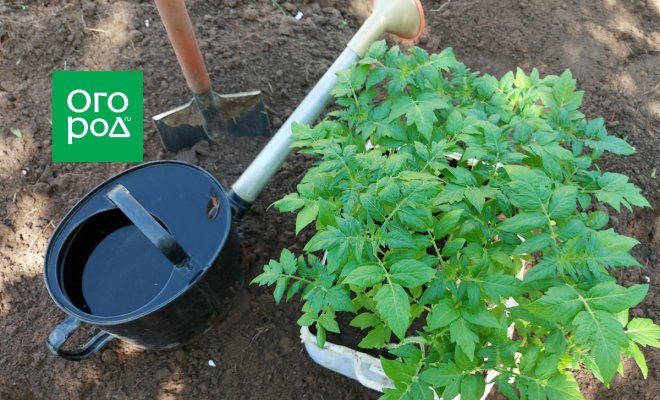 Высадка рассады томатов в открытый грунт и теплицу
