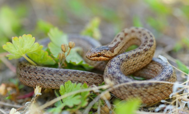 Змеи на дачном участке и в лесу – развенчиваем 7 популярных мифов