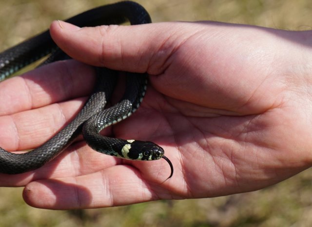 Змеи на дачном участке и в лесу – развенчиваем 7 популярных мифов